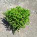 Perene: SEDUM Acre aureum, slika1